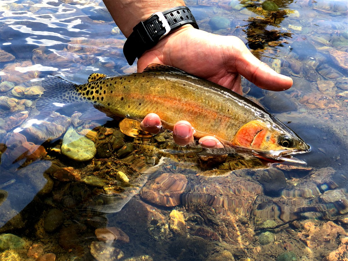 Backcountry Fly-Fishing for Golden Trout 
