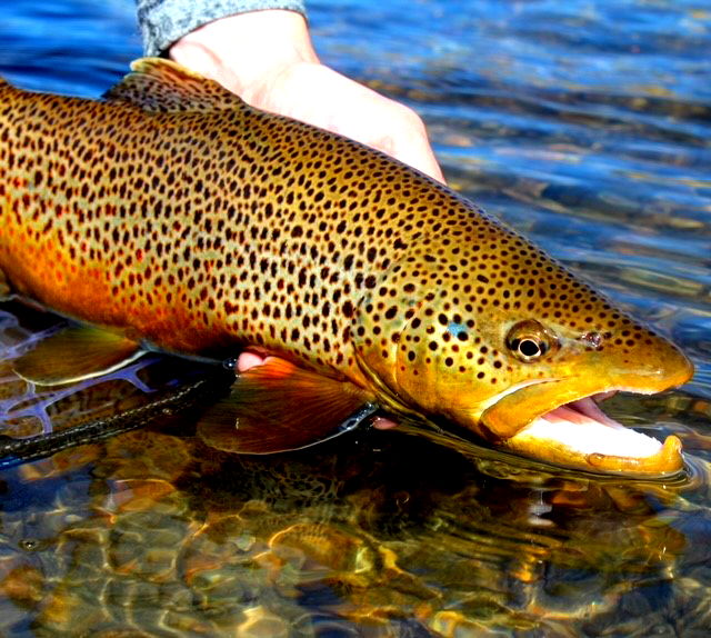 Guided Fly Fishing, Estes Park