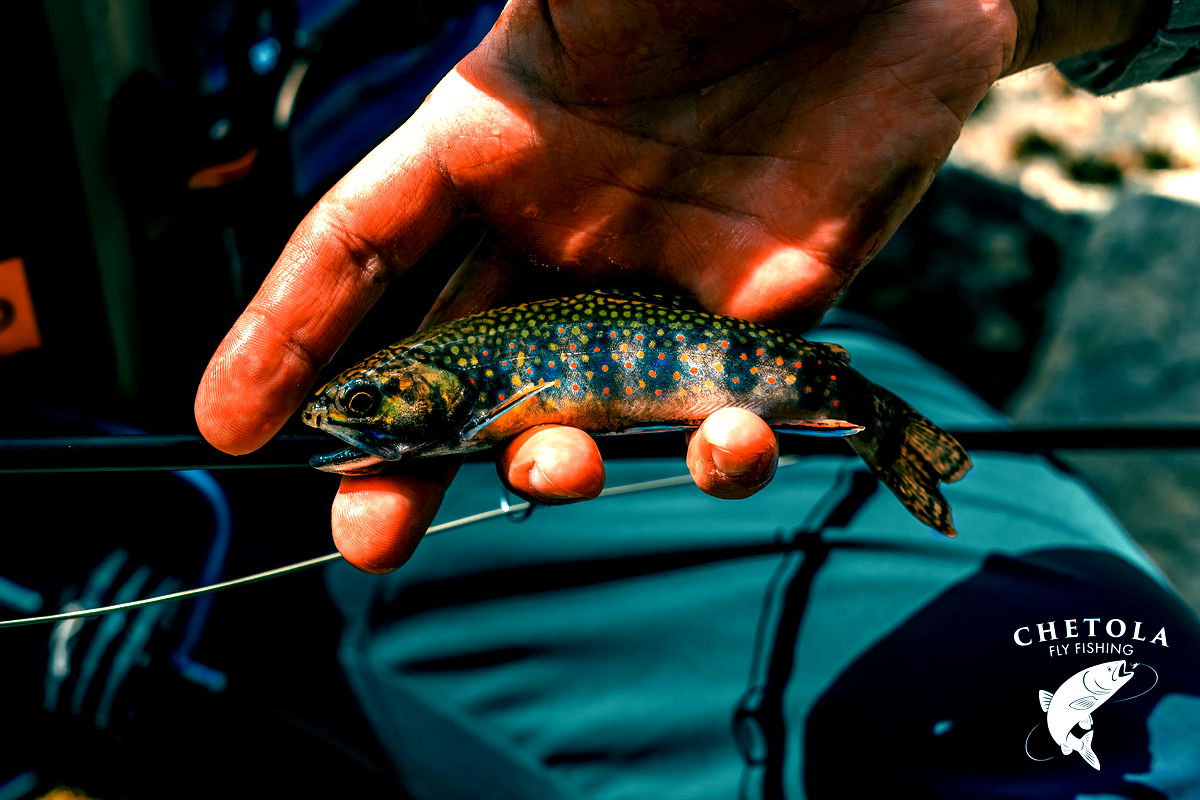 Hike and Fly Fishing Adventure