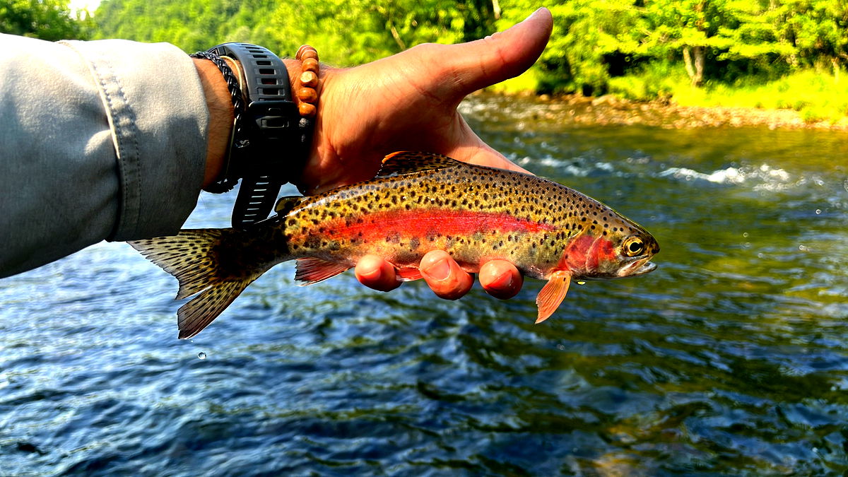 Public Fly Fishing Trips